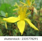 Small photo of This amazing wildflower is called Saint John's wort or Hypericum perforatum