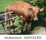 Dairy cow hanging on a gate...