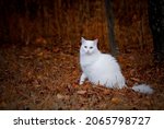 white angora cat in autumn