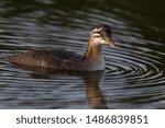 Small photo of Red Necked Grebe in Elk National Patk, Alberta, Canada