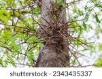 Small photo of The honey locust (Gleditsia triacanthos), also known as the thorny locust or thorny honeylocust, is a deciduous tree in the family Fabaceae