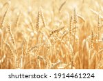 Wheat Rye Field  Ears Of Wheat...