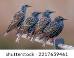 Common starling posing on a...