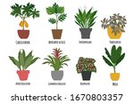 Houseplants. Tropical Plants In ...