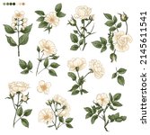 roses flowers white drawn on a... | Shutterstock .eps vector #2145611541