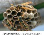 European wasp  vespula...