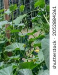 Small Organic Cucumber  Cucumis ...