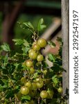 Small photo of Gooseberry or European gooseberry (Ribes uva-crispa). Green organic gooseberries in the garden.