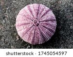 Purple Sea Urchin Shells Found...