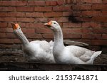 A Pair Of White Geese In A...