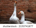 Domestic Geese On A Blurry...