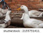 Portrait Of A White Duck On A...
