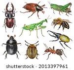Set Of Watercolor Beetles....