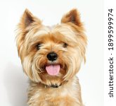 Yorkshire Terrier Looking At...