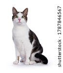 Sitting mixed breed tabby house ...