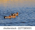 The Eurasian wigeon (Mareca penelope), also known as the widgeon or the wigeon, is one of three species of wigeon in the dabbling duck genus Mareca.