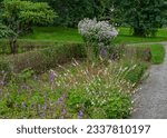 Small photo of Campanula lactiflora, the milky bellflower is a species of flowering plant in the genus Campanula of the family Campanulaceae, native to Turkey and the Caucasus.