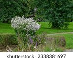 Small photo of Campanula lactiflora, the milky bellflower is a species of flowering plant in the genus Campanula of the family Campanulaceae, native to Turkey and the Caucasus.