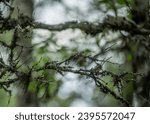 Small photo of Bryoria fremontii is a dark brown, horsehair lichen that grows hanging from trees in western North America, and northern Europe and Asia.