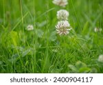 Trifolium repens, the white clover, is a herbaceous perennial plant in the bean family Fabaceae.