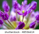 Macro Closeups Of An Allium...