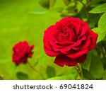 Red Rose On The Branch In The...