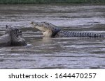 Small photo of a crocodile with his neck wrapped around a motorcycle tire in Palu City, Central Sulawesi Province, was appearing on Thursday, December 26, 2019. (Muhamm Izfaldi)