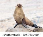 Young Cape Fur Seal At Cape...
