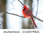Male cardinal perched on a branch in the snow