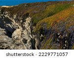 Rocky ocean coast covered with colorful succulents on a sunny day landscape