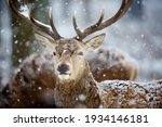 Deer In The Forest In Winter.