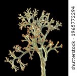 Small photo of Cladonia (Cladina) rangifera, deer lichen, detail showing branching structure of thallus, together with reddeniong of tips; closeup on black background