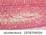 Small photo of Dog testis seminiferous tubule, microscope image of section through testis, thin stained section, nuclei are darker red, and sperm tails extend into the tubule
