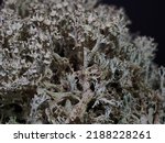 Small photo of Fishnet lichen (Cladonia boryi) closeup of thallus showing branching thalli with branching tips