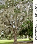 Small photo of Live Oak tree with Spanish Moss at Fort Frederica National Monument on St. Simons Island, Georgia, preserves the archaeological remnants of a fort and town built by James Oglethorpe.