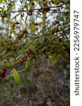 Small photo of Possumhaw (Ilex decidua) Deciduous berry tree native to southeast US. Possumhaw Holly, Deciduous Holly, Swamp Holly, Deciduous Yaupon, Bearberry, Winterberry, Meadow, Prairie, or Welk holly.