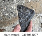 Small photo of Bivalve fossils in Valley of Ten Thousand Smokes, Katmai National Park and Preserve, Alaska. Fossils found across Katmai are part of Naknek Formation, geologic formation from Jurassic Period.