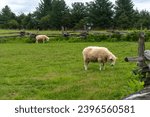 Small photo of Sheep at Booker T. Washington National Monument in rural Virginia. Tobacco farm where educator and leader Booker T. Washington was born into slavery and later freed by the Emancipation Proclamation.