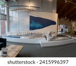 Small photo of Terra Nova National Park, Newfoundland, Canada -Jul 8, 2023: Terra Nova National Park Visitor Centre for Parks Canada. Skeletons of a Humpback whale and white-beaked dolphin on display.