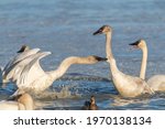 Tundra, trumpeter swans fighting in aggressive manner. One wild bird biting the others neck while swimming and standing on icy lake in Yukon during migration to Bering Sea. 