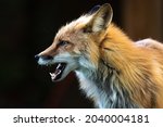 Side Profile Of A Wild Red Fox...