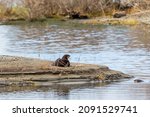 One Wild Canadian Otter Seen In ...