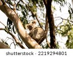 Small photo of One wild Koala Bear (Phascolarctos cinereus) seen in Byron Bay, New South Wales in native gum eucalyptus tree.