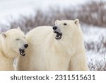 Two polar bears with mouths...