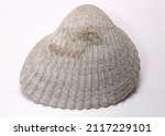 Small photo of a marine mineral.seashell.from the seabed.aquarium decor.ossified marine mineral.aquarium decor.marine decor and decorations.seashell.clam.crustaceans and casement.a seafood delicacy.