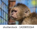 Very Sad Monkey Capuchin  He...