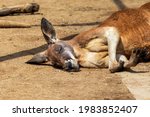 Kangaroo Lying On The Ground...