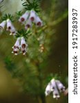 Small photo of Detail of erica arborea otr tree heath white flowers blooming