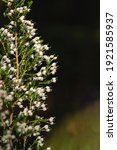 Small photo of Detail of erica arborea otr tree heath white flowers blooming