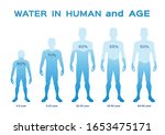 Water Level  Level In The Human ...